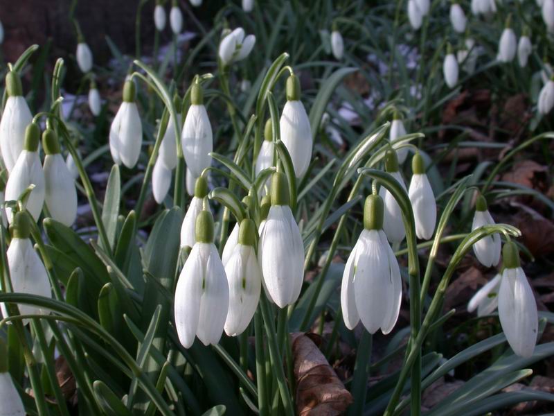 Galanthus nivalis / Bucaneve